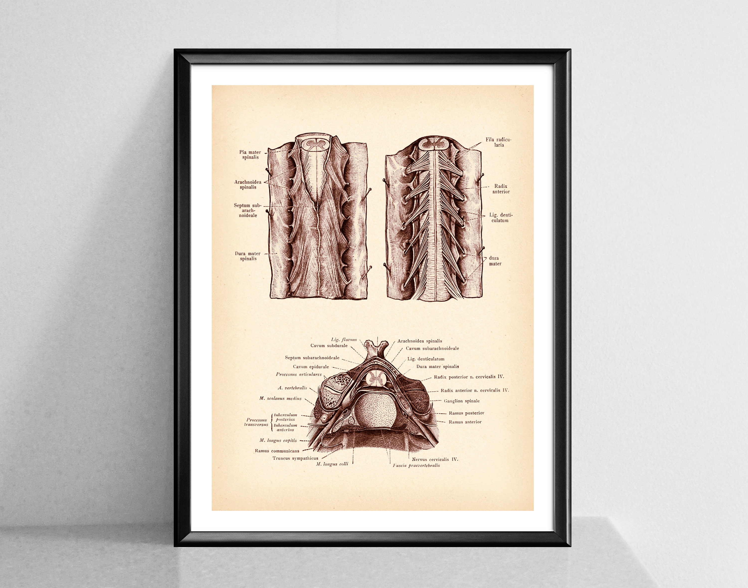 Vintage Neurology Art, Spinal Cord Poster, Anatomy Art, Medical Art ...
