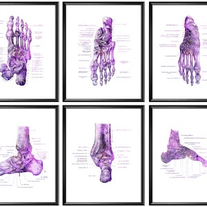 Anatomical Foot Poster Set of 6 Labeled Foot Bones Diagram Podiatry Art Medical Wall Art Orthopedist Gift Podiatrist Gift Doctor Office Gift