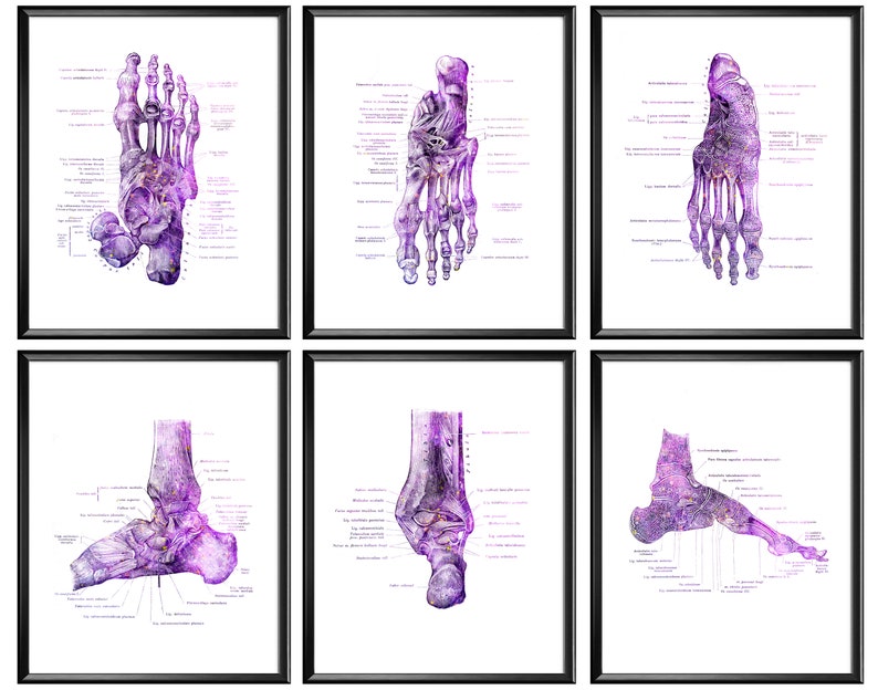 Anatomical Foot Poster Set of 6 Labeled Foot Bones Diagram Podiatry Art