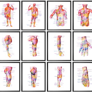12 Massage Clinic Decor, Muscular System Anatomy Poster, Muscle Diagram, Anatomisch lichaam, Gelabelde Spieren Studie, Chirurgische Anatomie Wall Decor