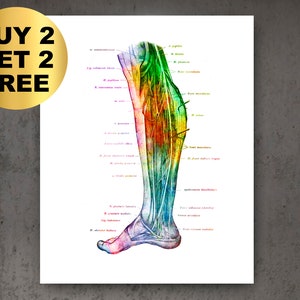 Leg Anatomy Art, Orthopedic Surgeon Gift, Watercolor Foot, Muscles Structure, Chiropractor Decor, Podiatrist Gift