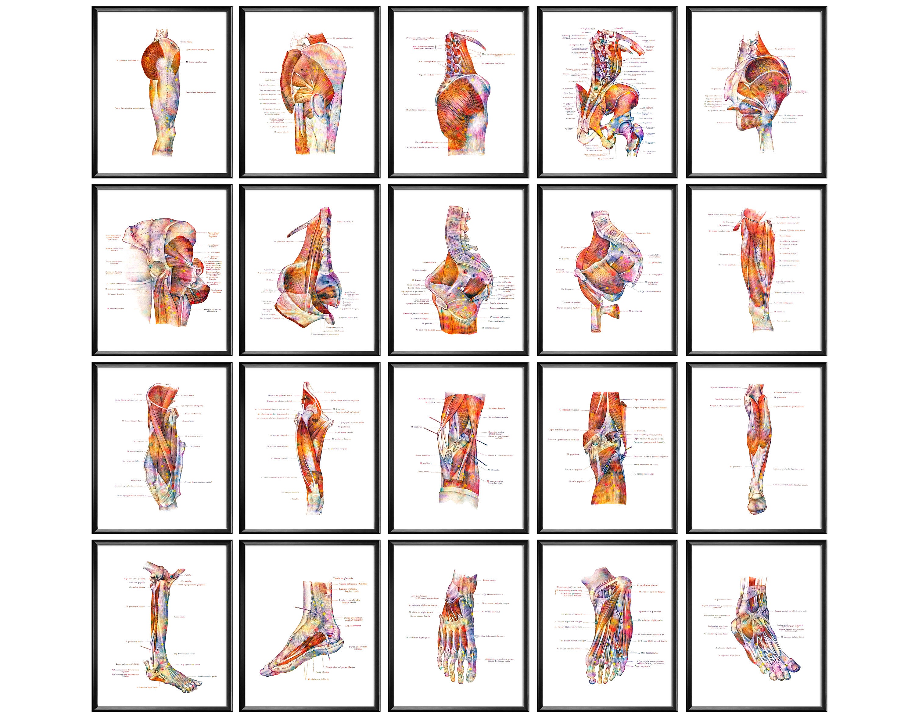 20 Foot Anatomy Posters Leg Muscles and Tendons Foot Muscular Structure Medical Art Orthopedic Gift Surgeon Gift Chiropractor Gift