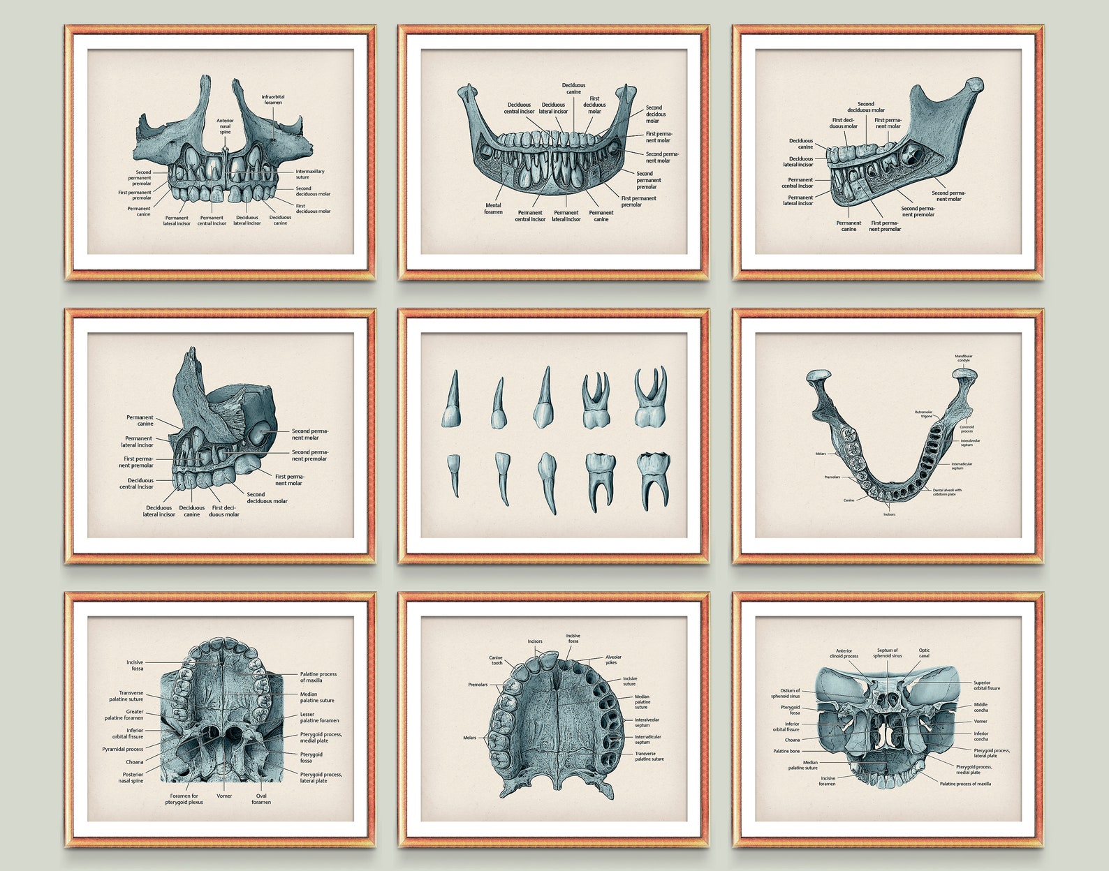 9 Vintage Dental Art Posters Dentist Gift Pediatric Dentistry Etsy