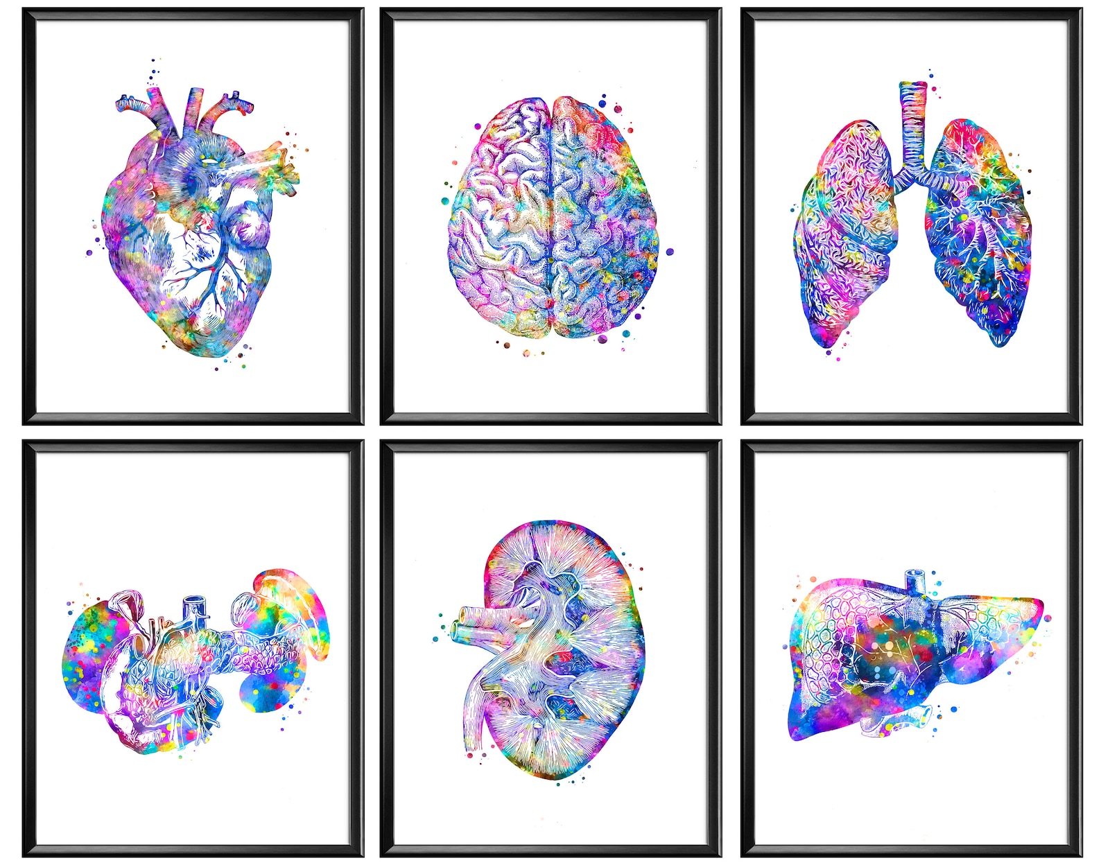 6 Watercolor Anatomy Art, Anatomical Heart, Lungs, Pancreas, Kidney ...