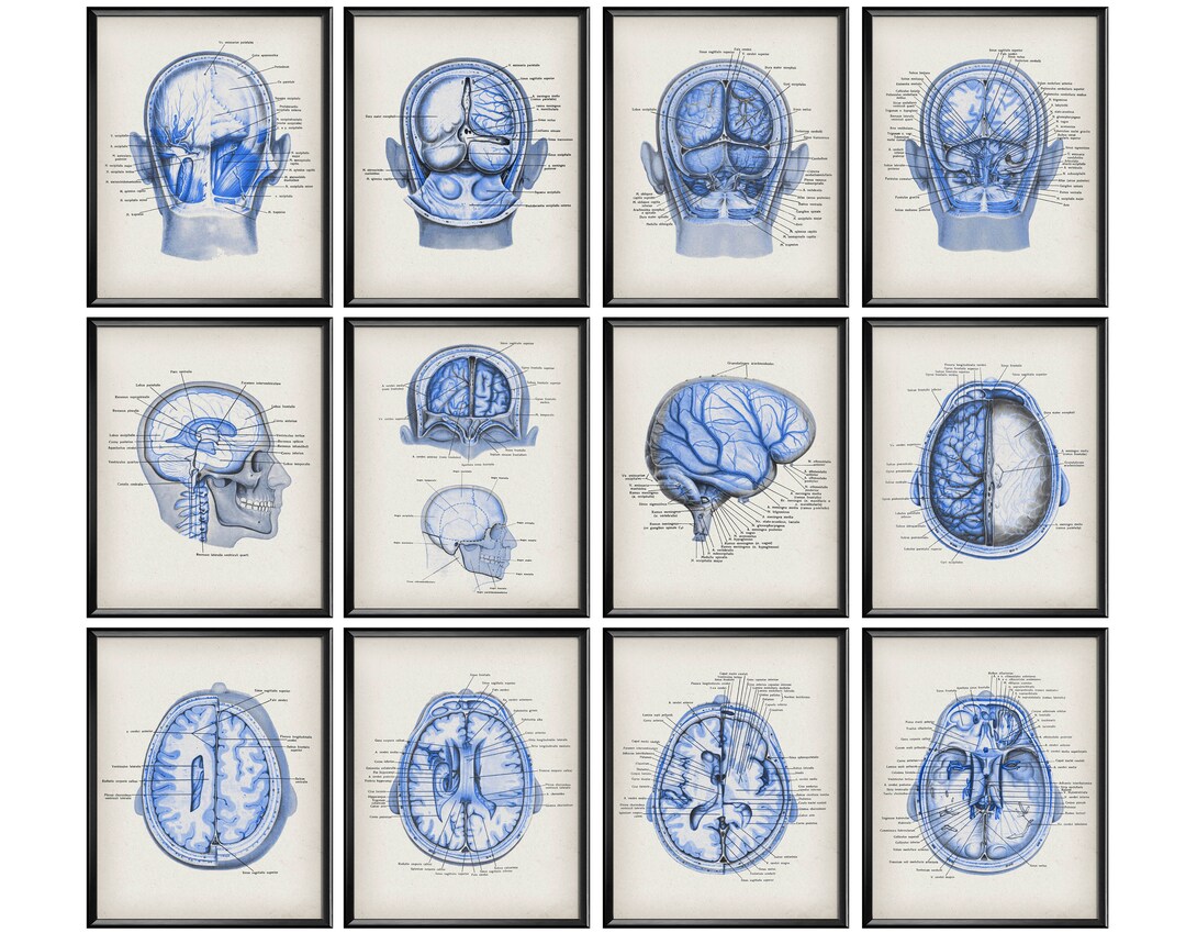 12 Neurology Posters Brain Anatomy Art Head Cross Section Diagram ...