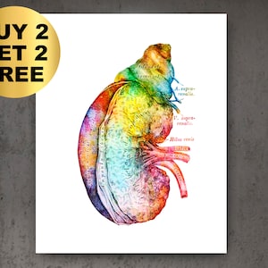 Aquarell Nieren Anatomie Kunst, Anatomisches Nieren Poster, Endokrines System, Medizinisches Geschenk, Nephrologe Geschenk, Arzt Geschenk, Klinik Wandkunst