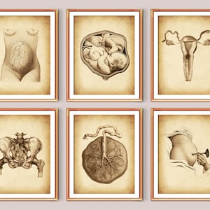 6 Vintage Obgyn Art, Twin Pregnancy Art, Midwife Gift ,Twins Fetal Development Art, Pregnant with Twins, Twins baby in Womb, Placenta Art