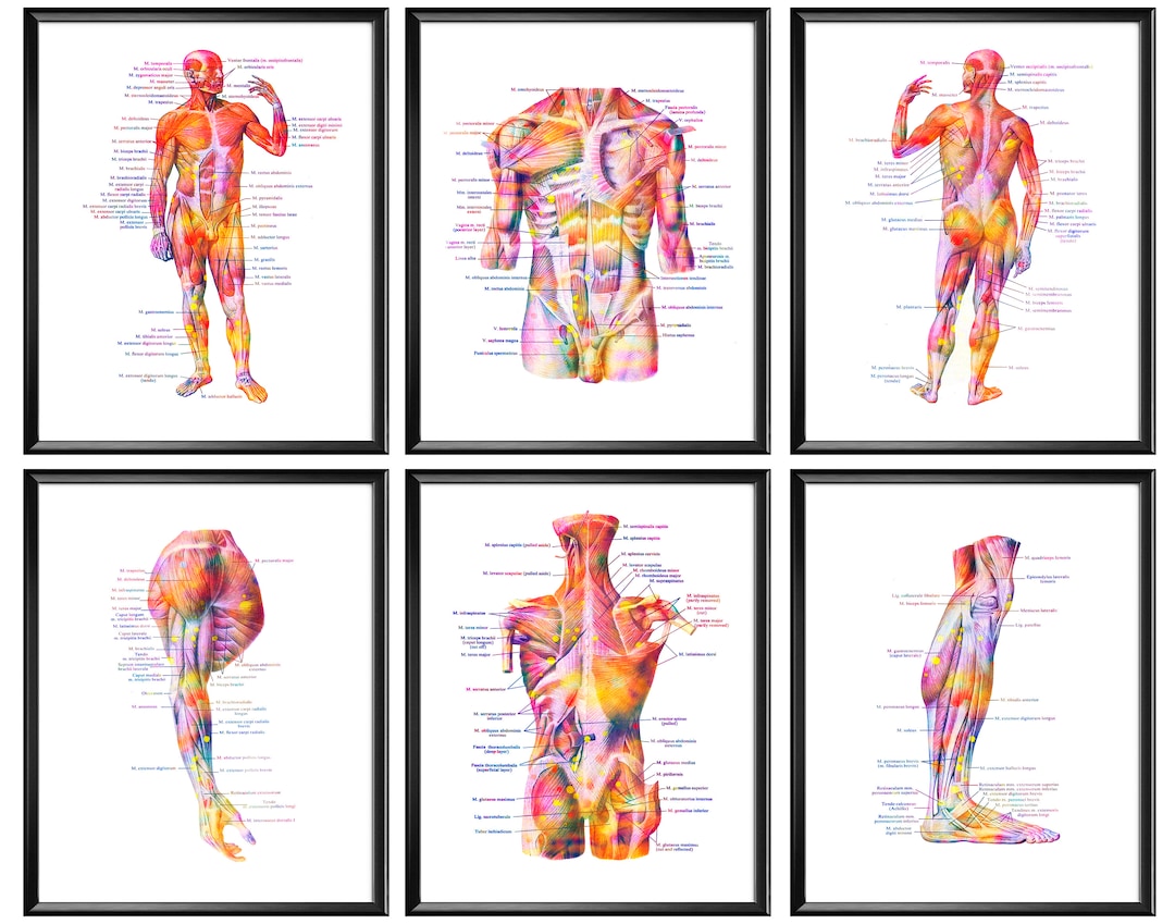Retro Human Anatomy Diagram Artwork Medical Wall Picture Musculoskeletal  Art Canvas Poster Printing, Posters And Prints For Living Room & Bedroom,  Wall Art Pictures, Home Decor, Bedroom Accessories Room Decoration(no  Frame) -