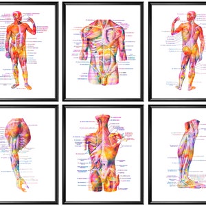 Human anatomy, Gross anatomy, Muscular system anatomy, Human body anatomy, Muscle structure, Medical decor, Labeled anatomical body poster