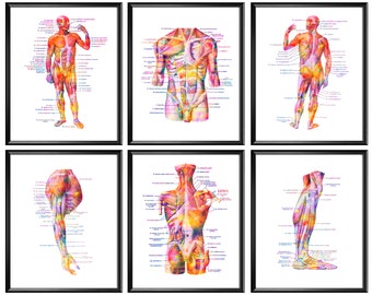 May include: Six anatomical illustrations of the human muscular system. The illustrations are in a watercolor style with a pink, orange, and yellow color scheme. The illustrations are labeled with the names of the muscles.