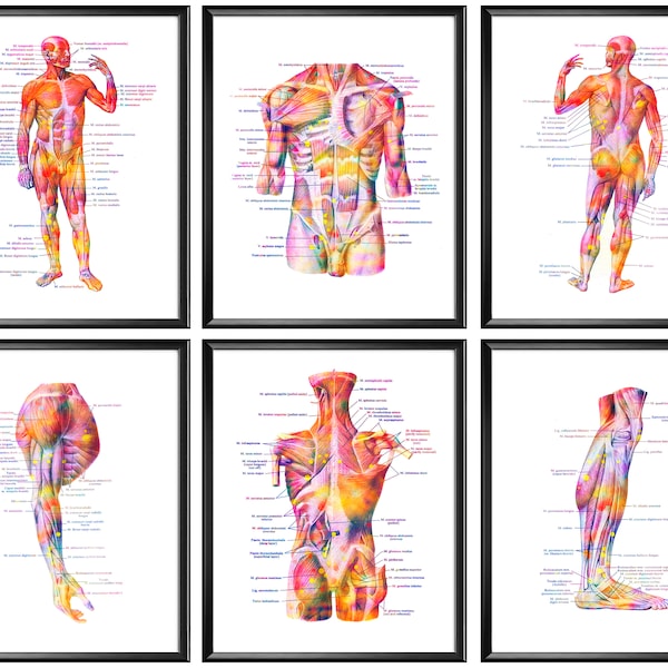 Menselijke anatomie, bruto anatomie, anatomie van het spierstelsel, anatomie van het menselijk lichaam, spierstructuur, medisch decor, gelabelde anatomische lichaamsposter