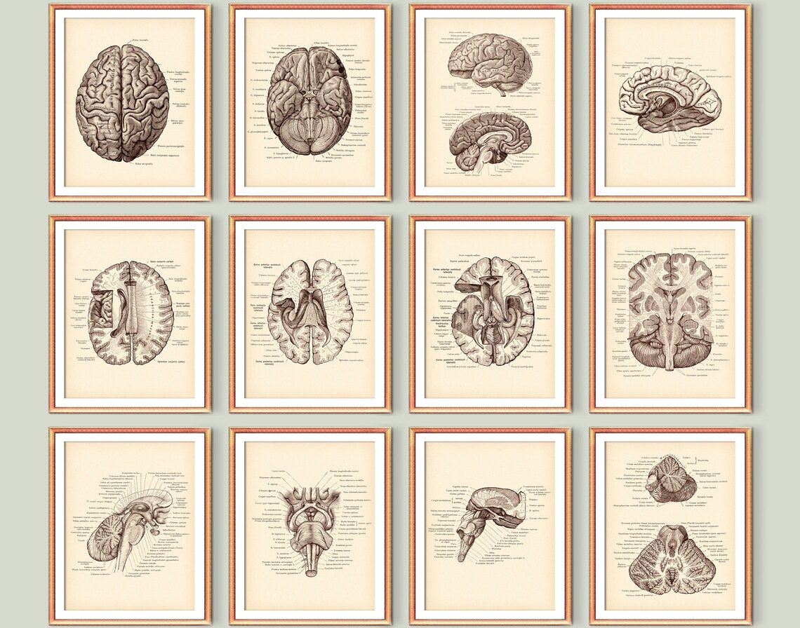 Neurology Vintage Poster Set 12 Brain Anatomy Art Brain Cross Section ...