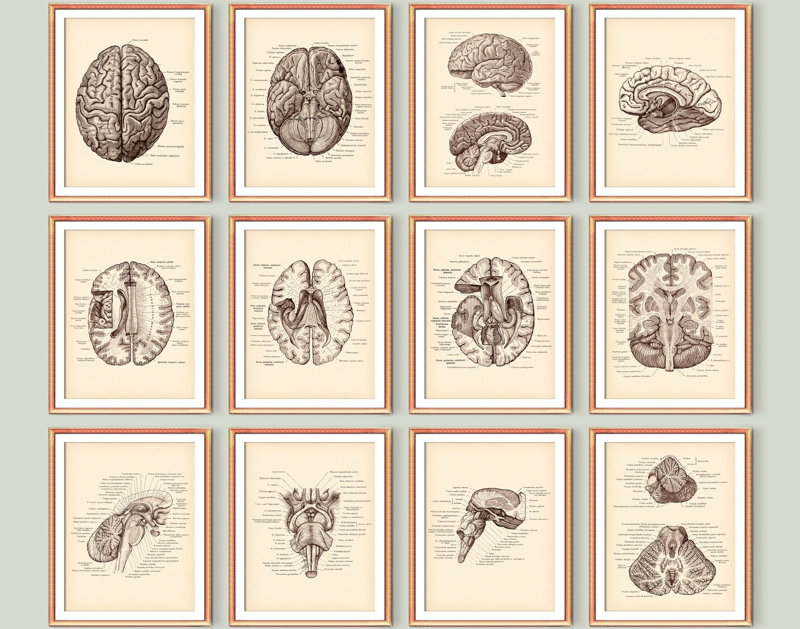 Neurology Vintage Poster Set 12 Brain Anatomy Art Brain Cross Section ...