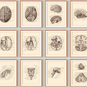 Neurology Vintage Poster Set 12 Brain Anatomy Art Brain Cross Section Anatomical Brain Education Neurologist Gift Medical School Wall Decor