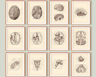Neurology Vintage Poster Set 12 Brain Anatomy Art Brain Cross Section Anatomical Brain Education Neurologist Gift Medical School Wall Decor