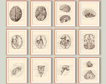 Juego de 12 carteles vintage de neurología, anatomía del cerebro, sección transversal del cerebro, educación anatómica del cerebro, regalo de neurólogo, decoración de pared para escuela de medicina