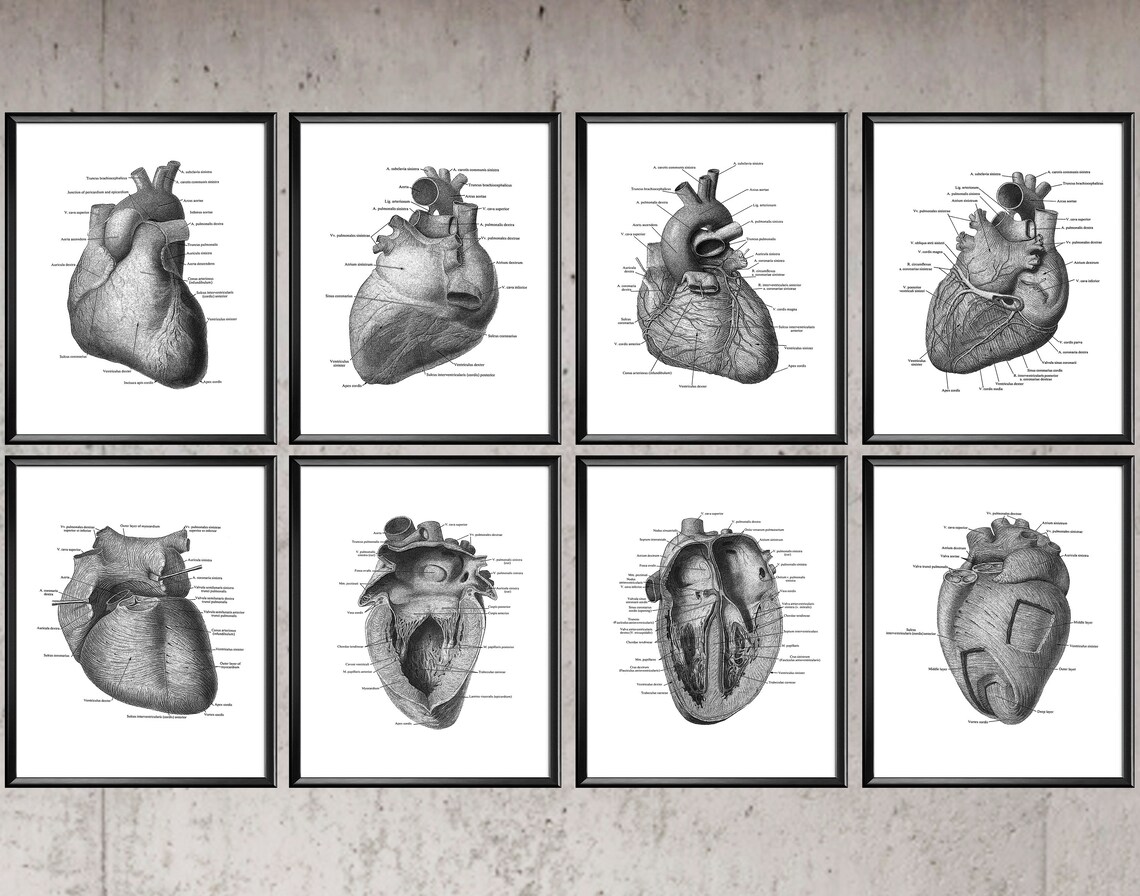 8 Anatomische Herz Struktur Poster Medizinische Kunst Etsy