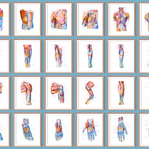 Aquarel anatomie kunst spierstelsel posters spieren afdrukken anatomisch decor medische kunst chiropractie kliniek muur decor chirurg cadeau