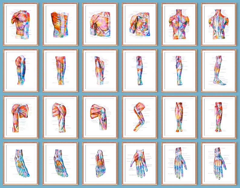 Watercolor Anatomy Art Muscular System Posters Muscles Print Anatomical ...