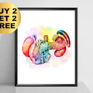 Watercolor Pancreas Anatomy Art Internal Organs Painting Medical Art Human Digestive System Poster Clinic Wall Decor Doctor Gift