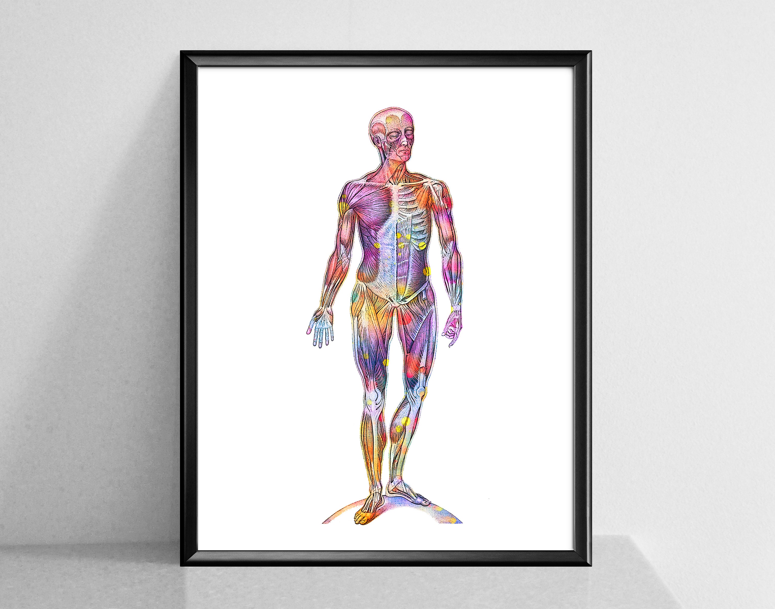 Body Anatomy Poster Watercolor Anatomy Print Set Skeleton Decor ...