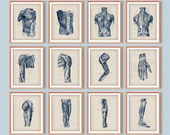 Set 12 of Human Muscular System Art, Vintage Anatomy Posters, Muscles Structure, Anatomy Decor, Medical Art, Clinic Wall Decor, Doctor Art