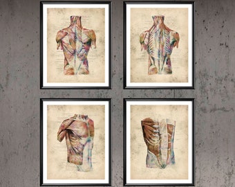 Human Muscular System Anatomy Vintage Poster Torso Muscles Print Doctor Office Decor Surgeon Gift Physical Therapist Gift Medical Art