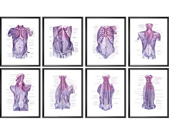 Watercolor Muscular System Posters, Human Body Anatomy, Medical Art, Labeled Muscles Diagram, Torso Muscles, Medical Poster, Clinic Decor