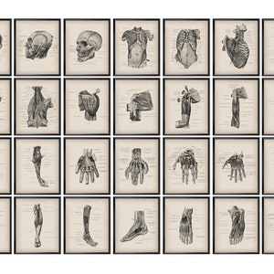 28 Skeletal Muscles Posters Vintage Medical Art Human Muscular System Educational Chart Muscles and Bones Wall Decor Massage Therapist Gift