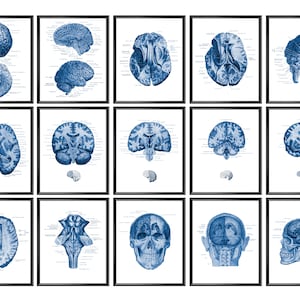 15 Human Brain Anatomy Poster Neuroscience Art Medical Decor Neurologist Gift Neurosurgeon Gift Scientist Gift Medical School Decor