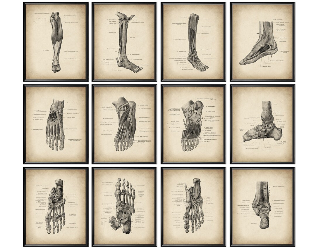 12 Vintage Foot Anatomy Posters Leg Print Podiatry Art Medical Wall Art