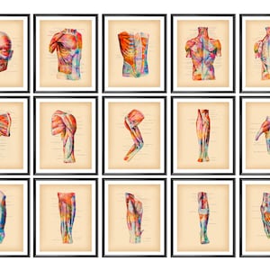 15 Aquarel Gespierd Systeem Anatomie Kunst Massage Therapie Kunst Menselijke Fysiologie Kunst Chirurgische Anatomie Poster Medisch Kunstwerk Massage Kliniek