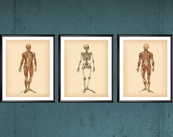 3 Human Anatomy Vintage Poster Muscular System Art Skeleton Art Medical Art Clinic Wall Decor Physical Therapist Gift Surgeon Gift Doctor