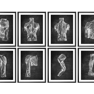 Anatomy on Chalkboard Print Anatomical Torso Art Human Muscular System Poster Medical Art Massage Clinic Decor Doctor Office Art Download
