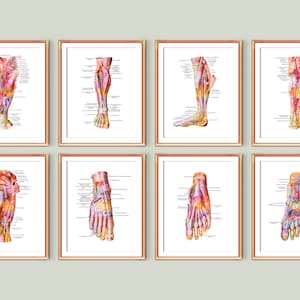 Pie humano etiquetado carteles Anatómica de la estructura del pie Imprimir tendones y ligamentos sistema circulatorio cirujano ortopédico regalo podólogo regalo