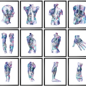 12 Watercolor Anatomy Posters Muscles Structure Print Medical Artwork Massage Therapist Gift Surgeon Gift Doctor Office Decor Physiotherapy