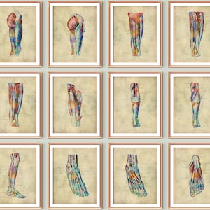 12 Vintage Anatomical Foot Poster Set Muscular System Podiatry Art Medical Art Doctor Office Gift Massage Therapist Gift Clinic Decor