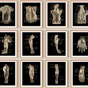 12 Muscular System Art Posters Anatomy Education Body Muscles Medical Art Surgical Anatomy Poster Clinic Wall Decor Doctor Office Gift
