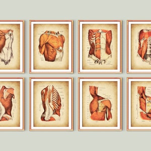 8 Muscles and Ligaments of Torso Art Vintage Anatomy Diagram Human Muscular System Pectoral Muscles Back Muscles Poster Muscles Types