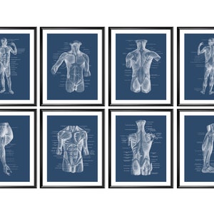 Set 8 menselijke anatomie posters spierstelsel grafiek spierstelsel diagram massagetherapeut cadeau fysiotherapeut kantoorinrichting