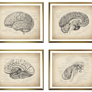 4 Menschliche Gehirn Struktur Poster Gehirn Anatomie Vintage Medizinische Kunstwerk Neurologie Kunst Neurowissenschaftler Geschenk Neurologe Geschenk Neurologie