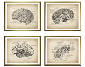 4 Menschliche Gehirn Struktur Poster Gehirn Anatomie Vintage Medizinische Kunstwerk Neurologie Kunst Neurowissenschaftler Geschenk Neurologe Geschenk Neurologie