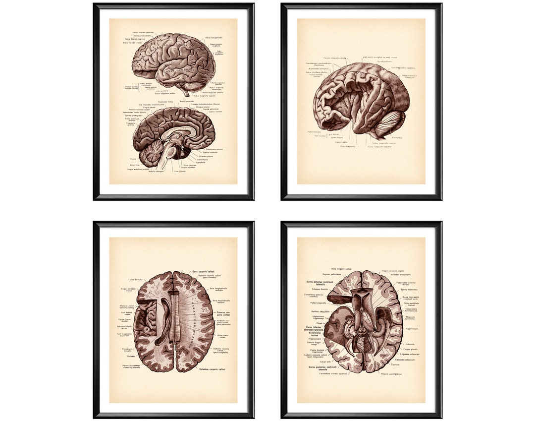 4 Anatomical Brain Posters Vintage Anatomy Art Neurology Art Medical ...