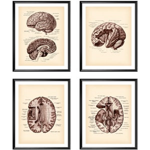 4 Anatomical Brain Posters Vintage Anatomy Art Neurology Art Medical Art Neurologist Gift Neurosurgeon Gift Psychiatrist Gift Clinic Decor
