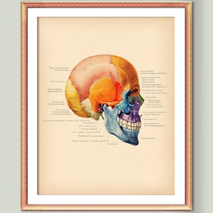 Skull Bones Diagram Anatomy Poster Osteology Art Skeletal Structure Orthopedic Surgery Art Medical Art Vintage Medical Art Doctor Gift