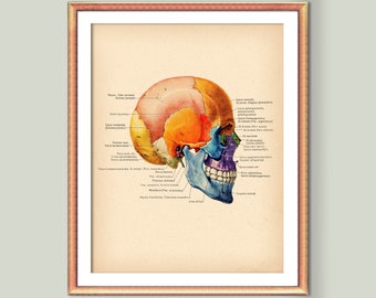 Skull Bones Diagram Anatomy Poster Osteology Art Skeletal Structure Orthopedic Surgery Art Medical Art Vintage Medical Art Doctor Gift