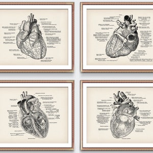 4 Anatomisches Herz Vintage Poster Medizinische Kunst Antike Anatomie Herz Kardiologe Geschenk Doktor Dekor Klinik Wandkunst Herz Chirurg Geschenk