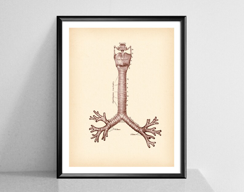 Trachea Anatomy Print Bronchial Tree Respiratory System Etsy