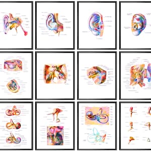 Educational Charts & Posters Free Printable Human Body Diagram: Anatomy ...
