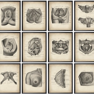 12 Vintage Female Anatomy Posters, Obgyn Art, Physiology Art, Reproductive System, Medical Art, Anatomical Uterus, Female Breast Anatomy